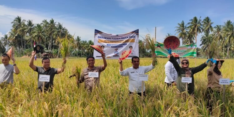 Pemprov Gelar Panen Raya Bersama Gapoktan Mamminasae Sebatik