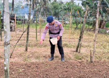 Dukung Ketahanan Pangan, Detasemen Gegana Satbrimob Polda Kaltara Budidaya Kangkung