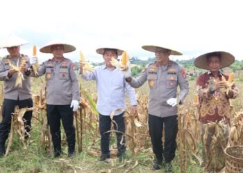 Wujud Komitmen Dukung Swasembada Pangan Nasional, Kapolda Kaltara Hadiri Panen Raya Jagung Serentak di Kelubir
