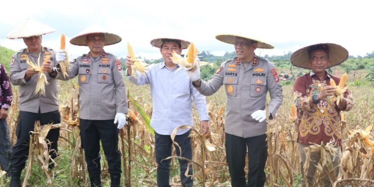 Wujud Komitmen Dukung Swasembada Pangan Nasional, Kapolda Kaltara Hadiri Panen Raya Jagung Serentak di Kelubir