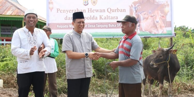 Kapolda Kaltara Serahkan 4 Ekor Sapi Kurban untuk Warga SP 6-9 Tanjung Buka