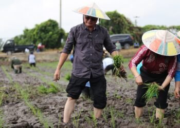 Tanam Padi Bersama Satgas Pesat, Wempi Tegaskan Komitmennya Melayani Masyarakat