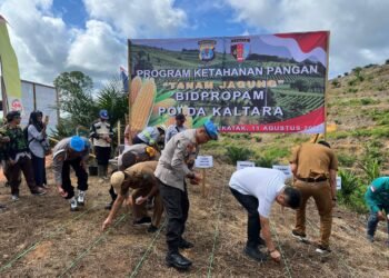 Dukung Ketahanan Pangan, Bidpropam Polda Kaltara Tanam Jagung 10 Hektare