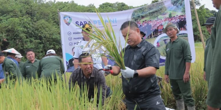 Panen Padi Bersama Satgas Pesat, Sekda Malinau: Sehat Orangnya, Cara Kerjanya dan Hasilnya