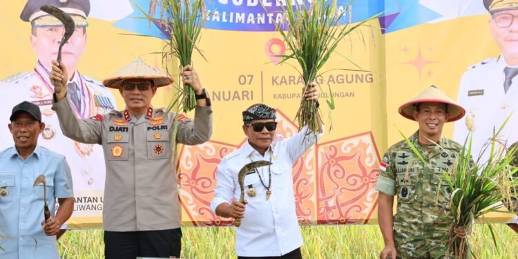 Bersama Gubernur serta Forkopimda, Kapolda Kaltara Hadiri Panen Raya dan Pengumuman Swasembada Pangan Oleh Presiden RI