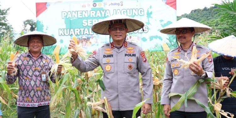 Panen Raya Jagung Serentak Kuartal IV 2025, Sinergi Polda Kaltara–Polresta Bulungan Perkuat Ketahanan Pangan Nasional