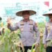 Panen Raya Jagung Serentak Kuartal IV 2025, Sinergi Polda Kaltara–Polresta Bulungan Perkuat Ketahanan Pangan Nasional