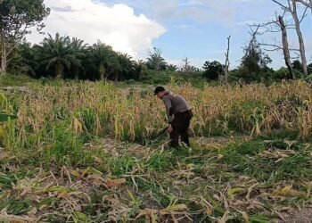 Dukung Program Ketahanan Pangan Nasional, Polda Kaltara Lakukan Perawatan Lahan Pertanian
