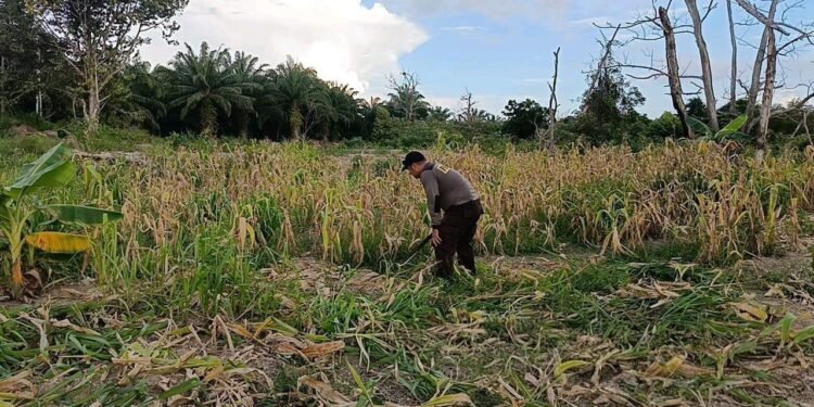 Dukung Program Ketahanan Pangan Nasional, Polda Kaltara Lakukan Perawatan Lahan Pertanian