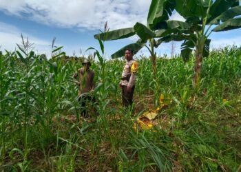 Beri Pendampingan serta Memastikan Pertumbuhan Tanaman, Bhabinkamtibmas Desa Silva Rahayu Cek Lahan Jagung Warga