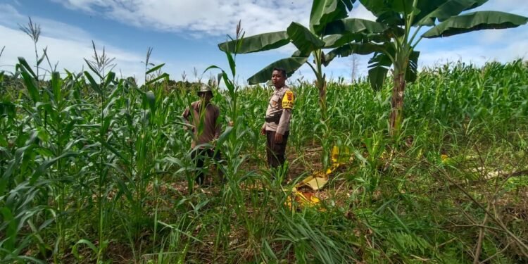 Beri Pendampingan serta Memastikan Pertumbuhan Tanaman, Bhabinkamtibmas Desa Silva Rahayu Cek Lahan Jagung Warga
