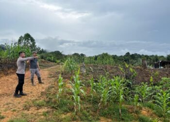 Wujudkan Swasembada Pangan Nasional, Bhabinkamtibmas Polsek Sekatak Dampingi Petani Jagung