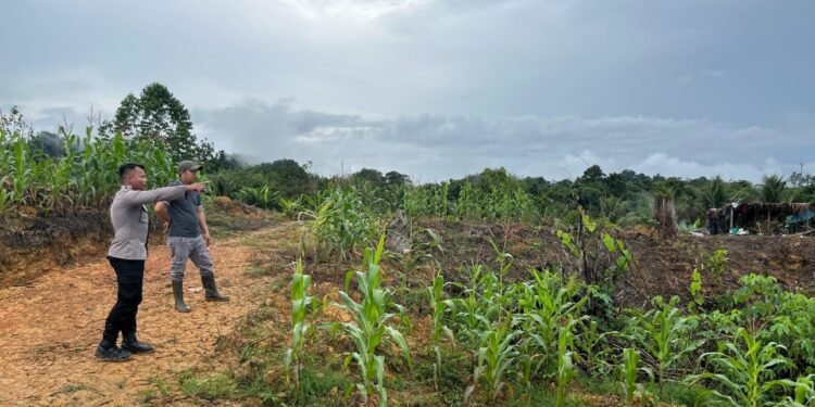 Wujudkan Swasembada Pangan Nasional, Bhabinkamtibmas Polsek Sekatak Dampingi Petani Jagung