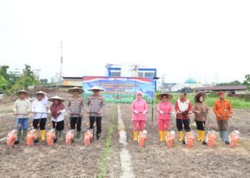 Tanam Jagung Serentak untuk Swasembada Pangan 2026, Polda Kaltara Kelola Potensi Lahan 808 Hektare dan Didukung Ratusan Kelompok Tani