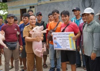 Salurkan 345 Bibit Ternak Babi, Wabup Bulungan Tekankan Pendampingan Berkelanjutan dan Pemanfaatan Optimal