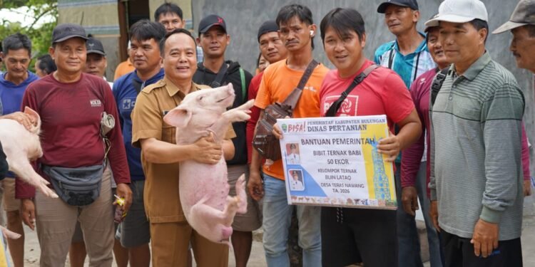 Salurkan 345 Bibit Ternak Babi, Wabup Bulungan Tekankan Pendampingan Berkelanjutan dan Pemanfaatan Optimal