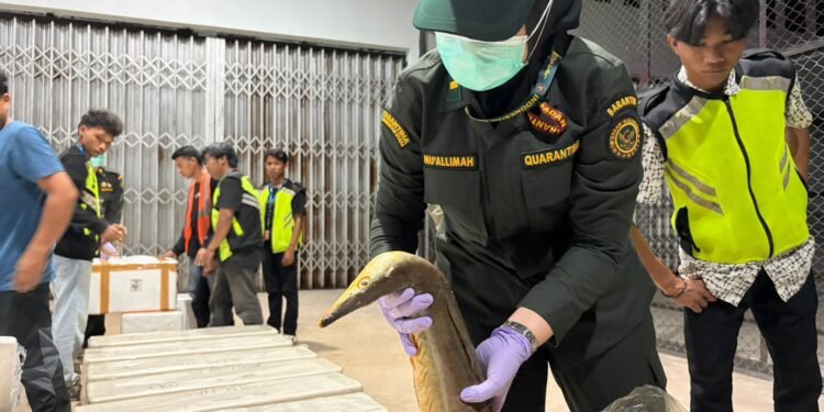 Perdana! 628 Kilogram Komoditas Perikanan Unggulan Kaltara Diekspor Langsung ke Hong Kong