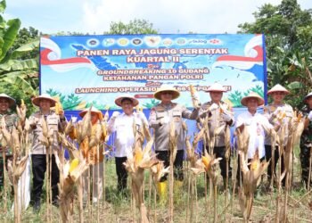 Polda Kaltara Panen Raya Jagung Serentak Kuartal II di Tarakan