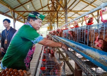 Perkuat Ketahanan Pangan dan Gizi Masyarakat Kaltara, Gubernur Panen Perdana Telur Ayam Petelur