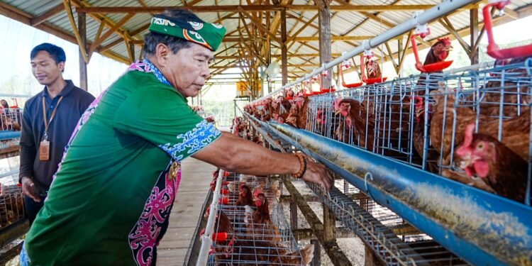 Perkuat Ketahanan Pangan dan Gizi Masyarakat Kaltara, Gubernur Panen Perdana Telur Ayam Petelur
