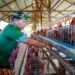Perkuat Ketahanan Pangan dan Gizi Masyarakat Kaltara, Gubernur Panen Perdana Telur Ayam Petelur